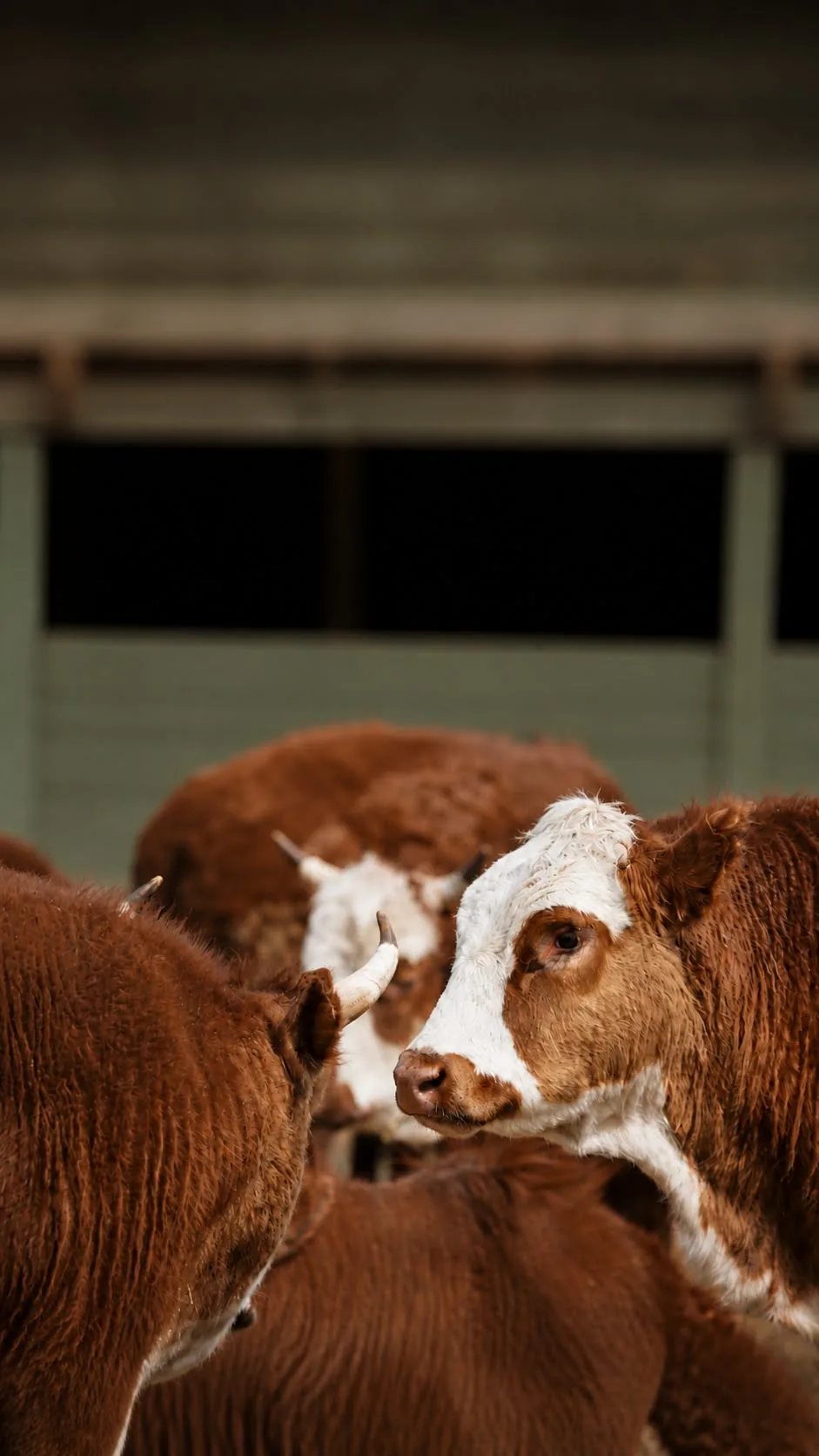 Cattle at rest in a Mongolian barn
