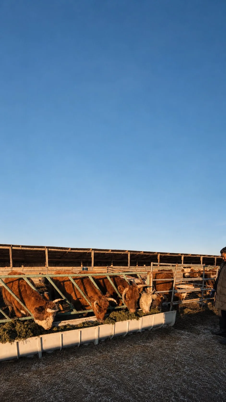 Cattle at golden hour